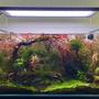 8 gallons planted tank (mostly live plants and fish) - 64 liter Pea puffer tank with Montecarlo, Ludwigia Super red, Ludwigia ruben, Alternanthera reineckii 'Pink', Rotala rotundifila, Willow moss, Java moss, christmas moss, Jungle val, Anubias var. nana petite