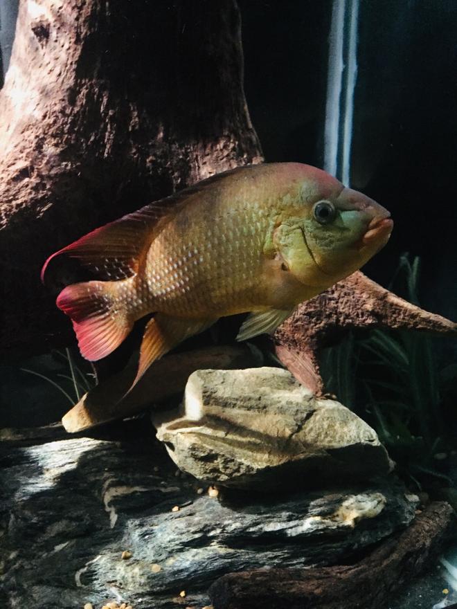 300 gallons freshwater fish tank (mostly fish and non-living decorations) - My True Red Terror