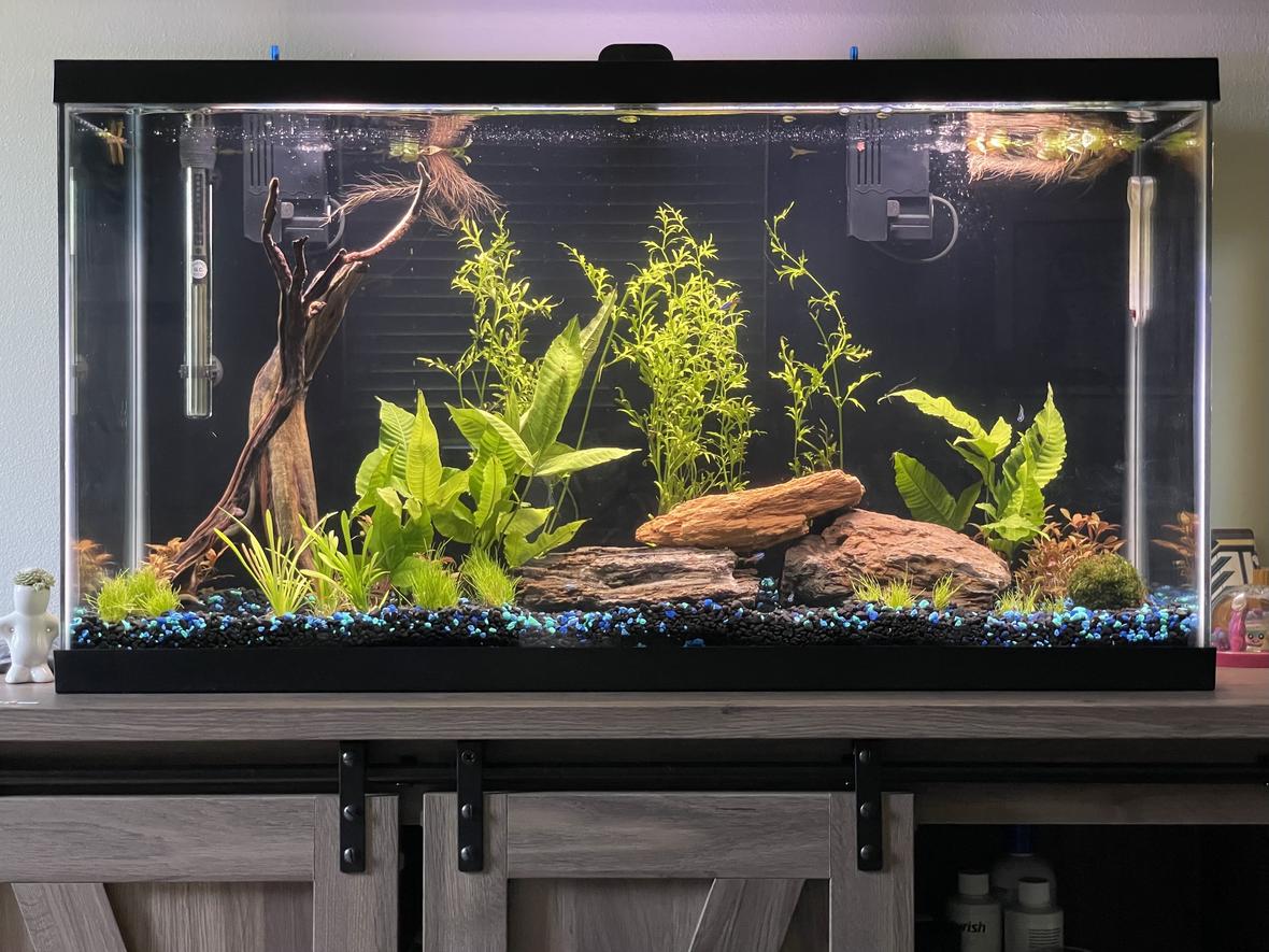 38 gallons planted tank (mostly live plants and fish) - new 38 gallon planted community tank, currently cycling with tetras