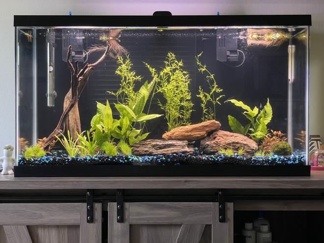 38 gallons planted tank (mostly live plants and fish) - new 38 gallon planted community tank, currently cycling with tetras