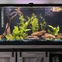 38 gallons planted tank (mostly live plants and fish) - new 38 gallon planted community tank, currently cycling with tetras