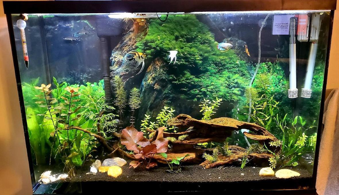 45 gallons planted tank (mostly live plants and fish) - 45 gal tall planted