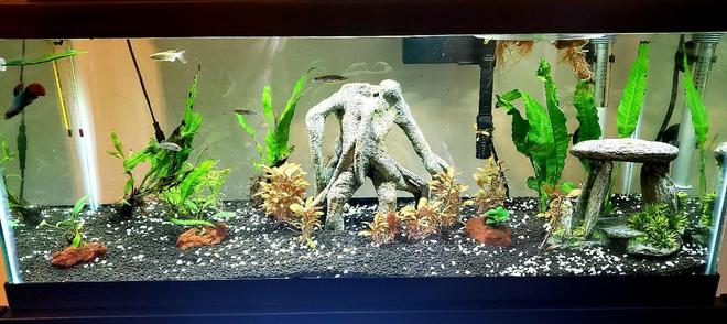 45 gallons freshwater fish tank (mostly fish and non-living decorations) - 20 gal long, Betta tank