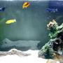freshwater fish stocking in 45 gallons tank - African Cichlids