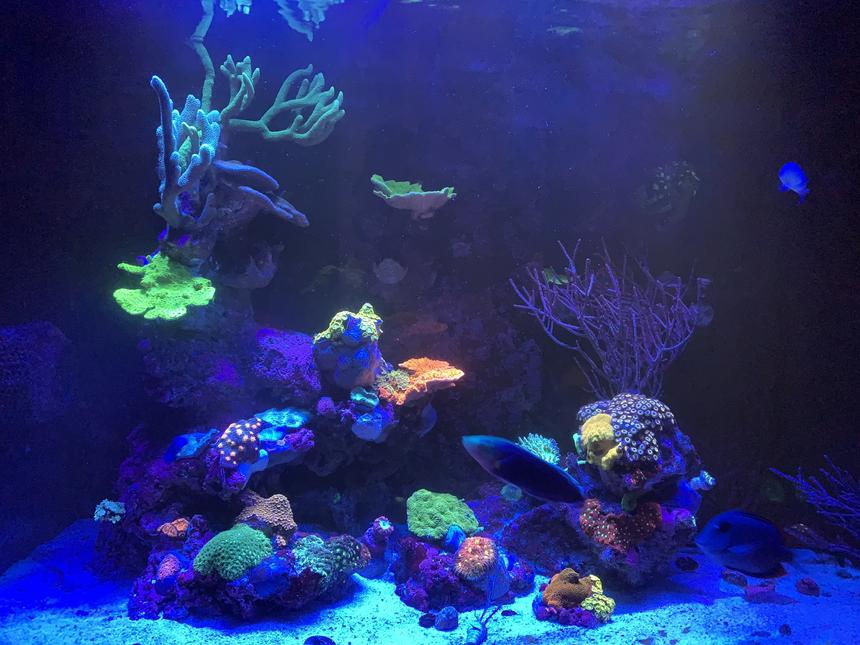 Rated #3: 58 Gallons Reef Tank - Mixed Reef