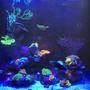 58 gallons reef tank (mostly live coral and fish) - Mixed Reef