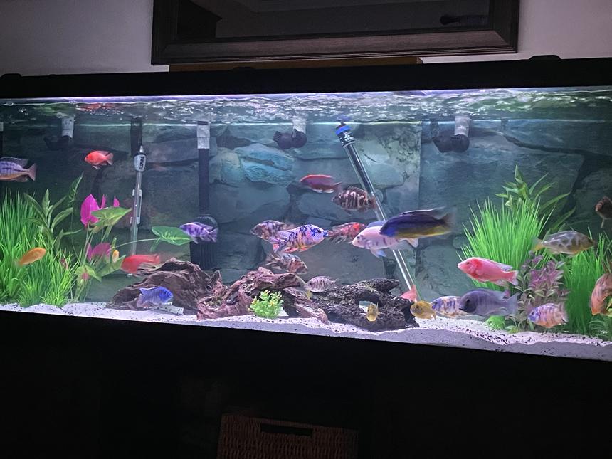 Rated #122: 120 Gallons Freshwater Fish Tank - My 120 set up