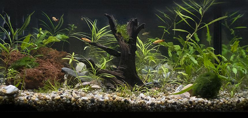 Rated #8: Freshwater Fish Stocking In 10 Gallons Tank - My first tank