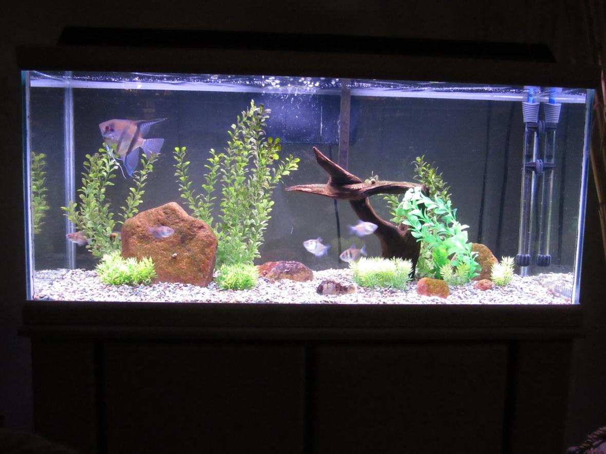 75 gallons freshwater fish tank (mostly fish and non-living decorations) - Oceanic 30 gallon granite finish tank and stand from the mid 90's. Marine Land 160 Bio wheel filter. Angel and black skirt tetras.