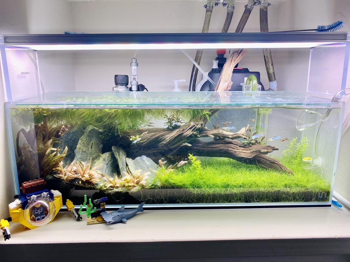 6 gallons planted tank (mostly live plants and fish) - My first planted aquarium!