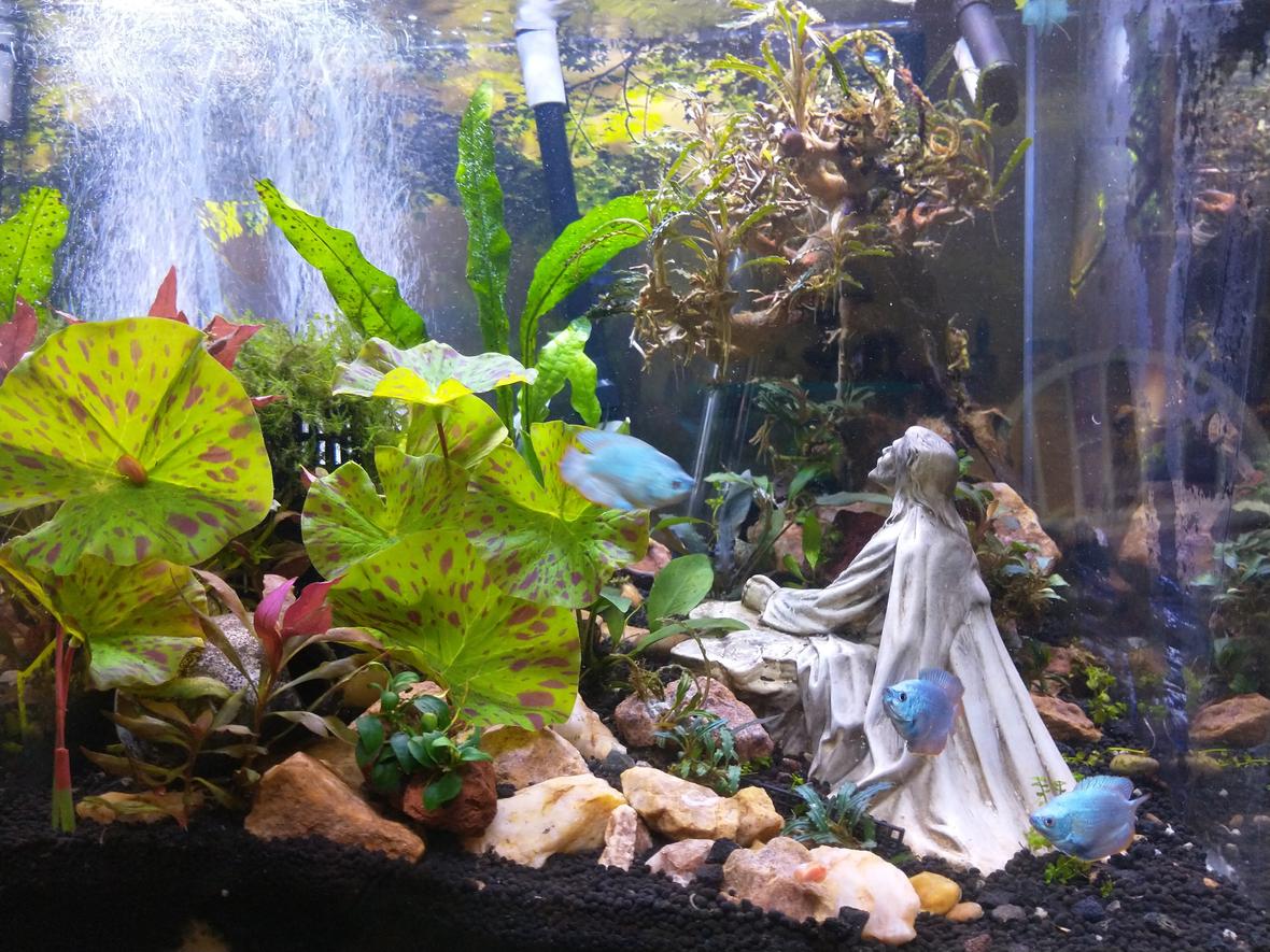 20 gallons planted tank (mostly live plants and fish) - In the garden