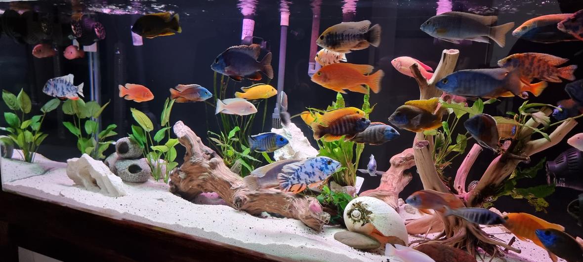 fish tank picture - African Cichlid tank Peacocks and haps