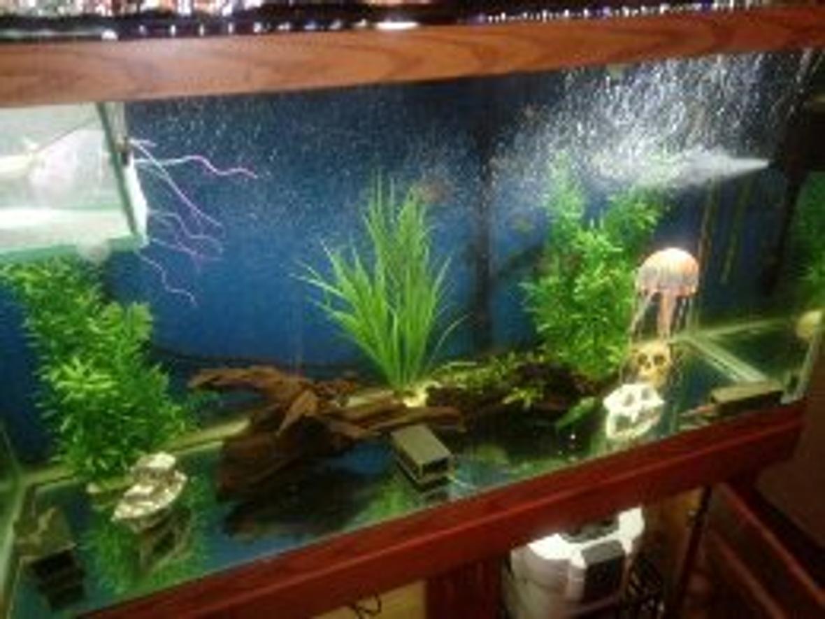 150 gallons planted tank (mostly live plants and fish) - 90 Tall