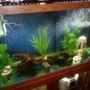 150 gallons planted tank (mostly live plants and fish) - 90 Tall