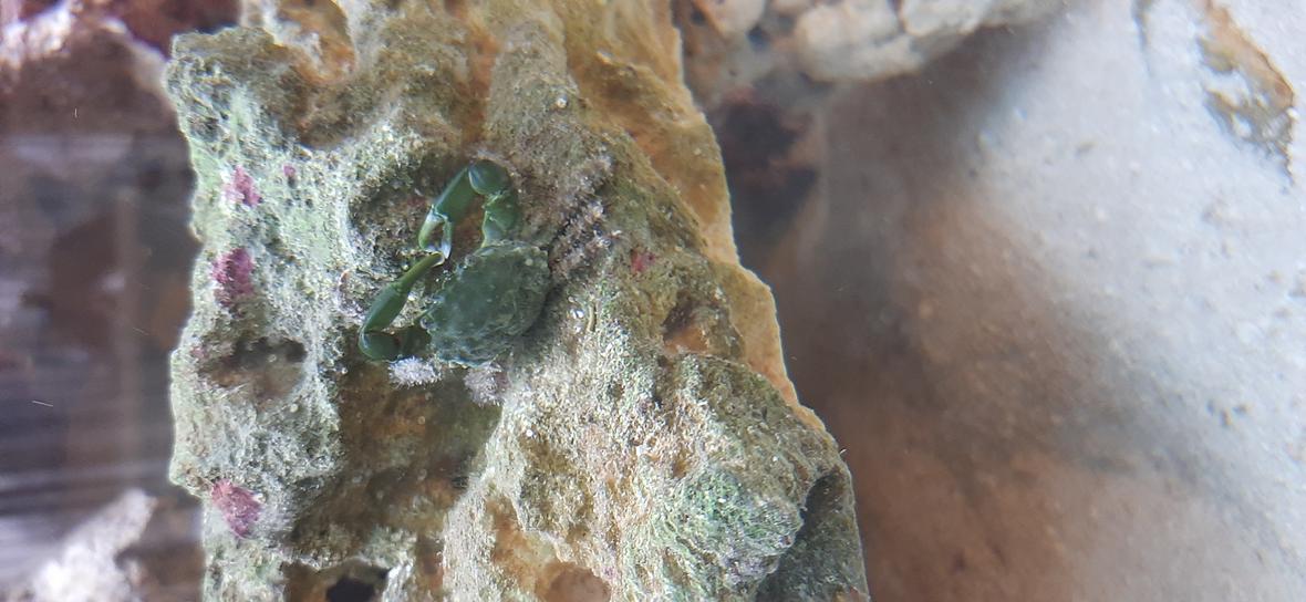 saltwater fish stocking in 36 gallons tank - Emerald crab