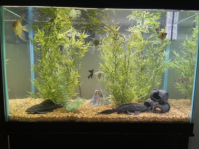 65 gallons freshwater fish tank (mostly fish and non-living decorations) - Jordison Ocean