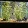65 gallons freshwater fish tank (mostly fish and non-living decorations) - Jordison Ocean