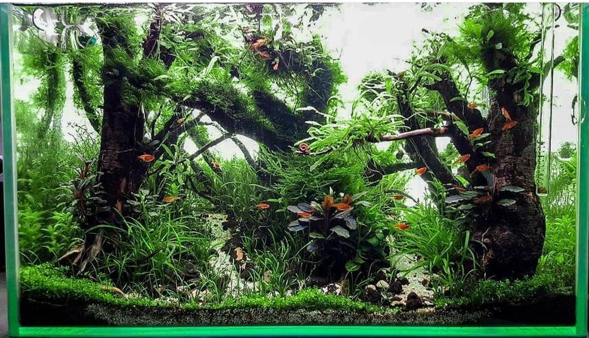 Rated #6: 18 Gallons Planted Tank - Nature