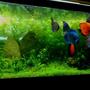150 gallons planted tank (mostly live plants and fish) - My baby