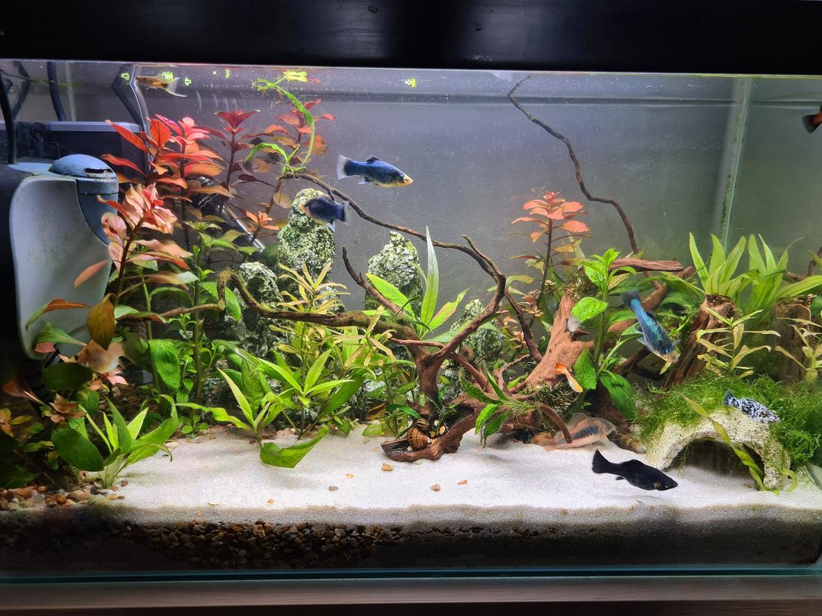 14 gallons planted tank (mostly live plants and fish) - At 5 months