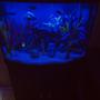 freshwater fish stocking in 36 gallons tank - Kids tank moonlight setting