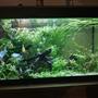 33 gallons planted tank (mostly live plants and fish) - 125 litre