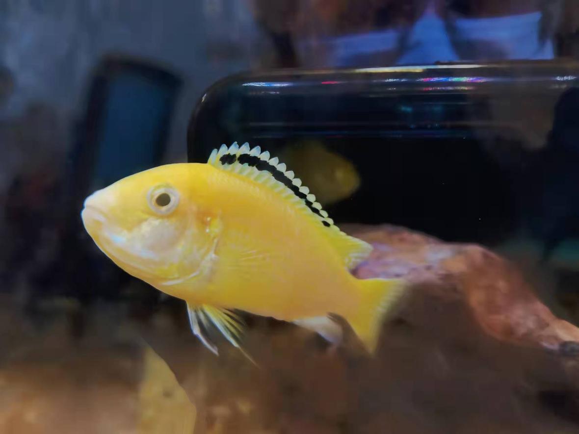 freshwater fish stocking in 5 gallons tank - I wanna know who is this fish