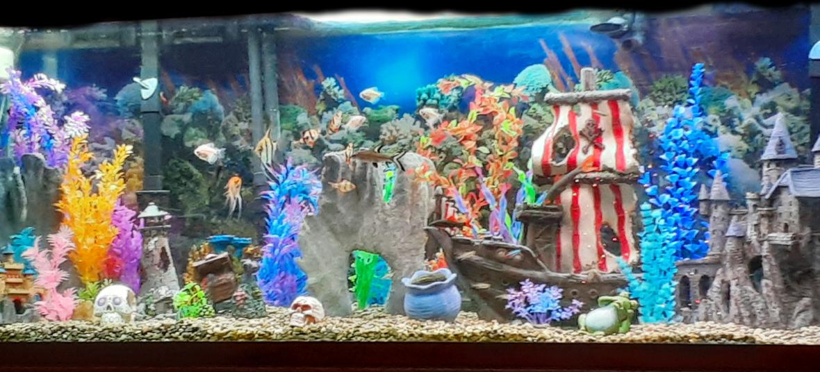 125 gallons freshwater fish tank (mostly fish and non-living decorations) - 125