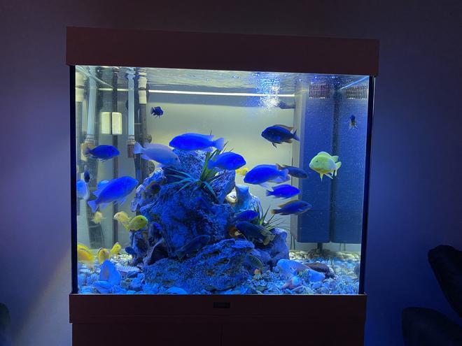 55 gallons freshwater fish tank (mostly fish and non-living decorations) - 2021 setup