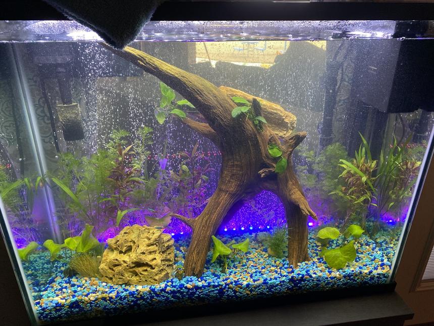 Rated #42: 37 Gallons Planted Tank - Waiting on things to grow.