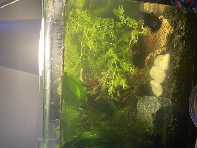 4 gallons planted tank (mostly live plants and fish) - Black/Blue Delta Fin Betta, Ghost Shrimp, Planted