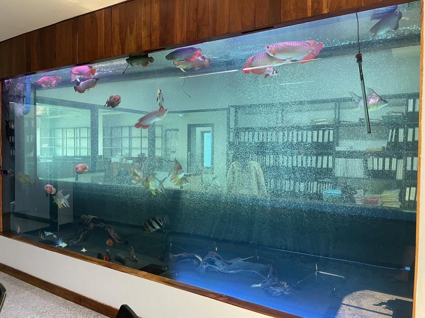 Rated #19: 6000 Gallons Freshwater Fish Tank - One of my tanks