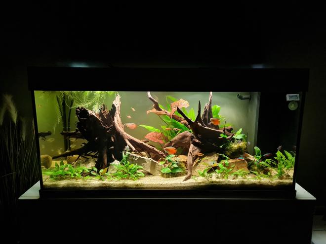 39 gallons freshwater fish tank (mostly fish and non-living decorations) - My tank