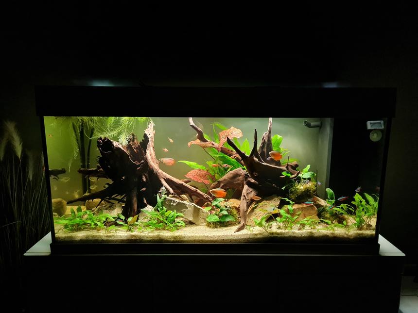 Rated #1: 39 Gallons Freshwater Fish Tank - My tank