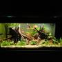 39 gallons freshwater fish tank (mostly fish and non-living decorations) - My tank
