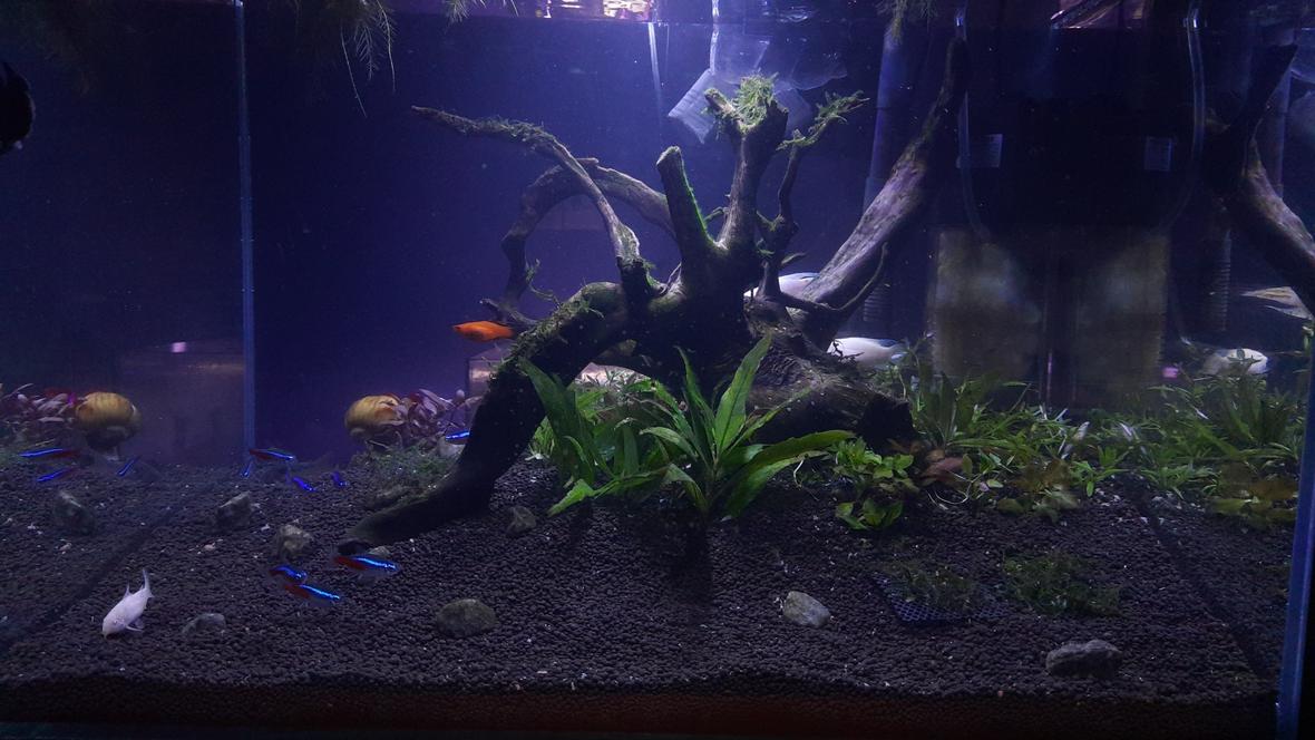 21 gallons planted tank (mostly live plants and fish) - Scaped 3 days ago 21 gallon tank follow @someone_you_might_knoe in Instagram
