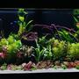 53 gallons planted tank (mostly live plants and fish) - 07022022