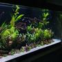 53 gallons freshwater fish tank (mostly fish and non-living decorations) - 07022022
