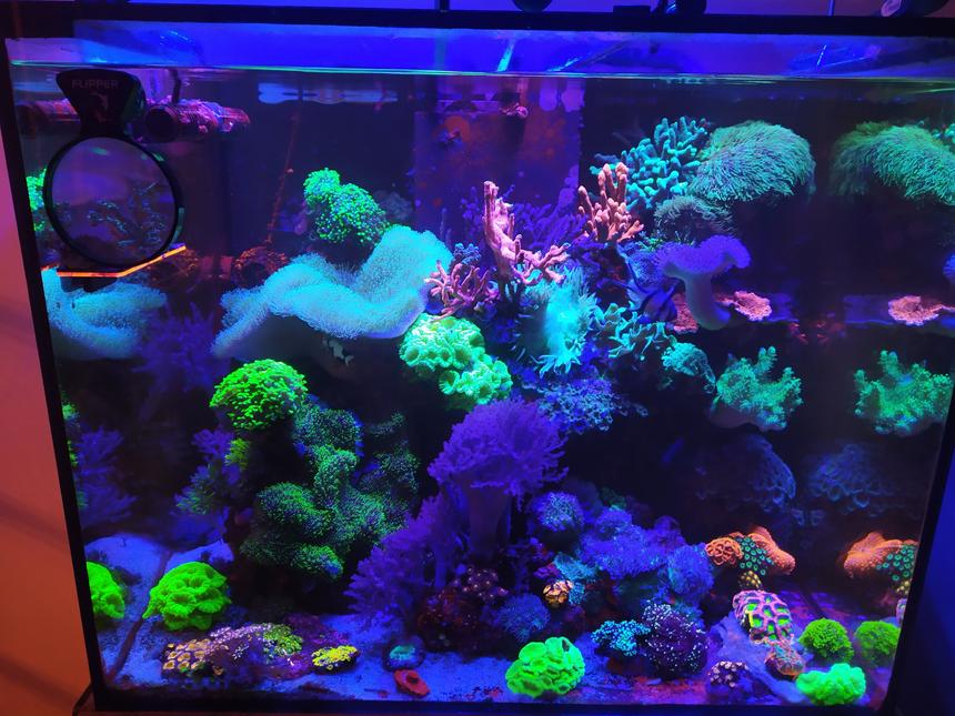 Rated #2: 87 Gallons Reef Tank - Main tank