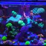 87 gallons reef tank (mostly live coral and fish) - Main tank