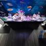 65 gallons freshwater fish tank (mostly fish and non-living decorations) - FISHES