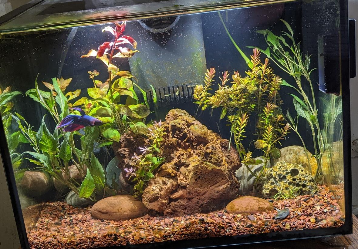 20 gallons planted tank (mostly live plants and fish) - Planted Betta tank6 gallon aqueon ascent Planted with Ludwig's, green hedge and indica