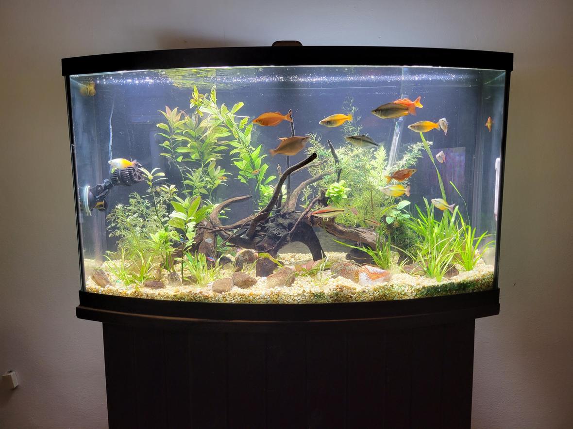 46 gallons planted tank (mostly live plants and fish) - Wooden Jungle