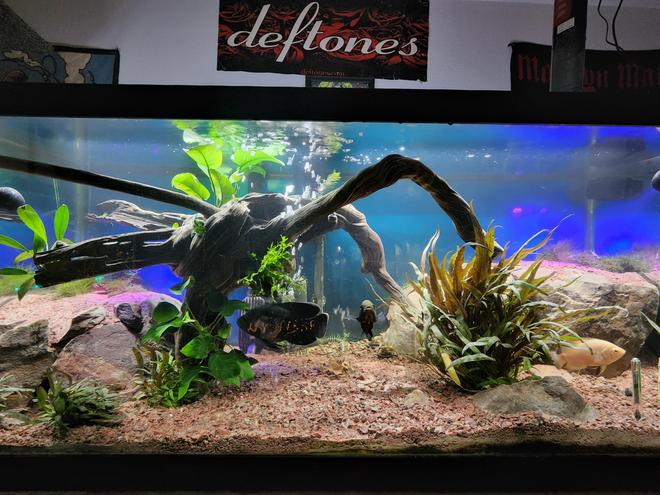 75 gallons planted tank (mostly live plants and fish) - 75