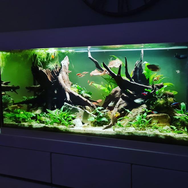 39 gallons planted tank (mostly live plants and fish) - Most recent my tank