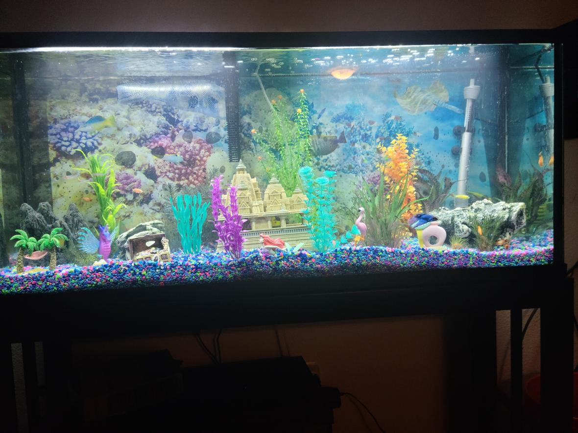 freshwater fish stocking in 55 gallons tank - My new tank