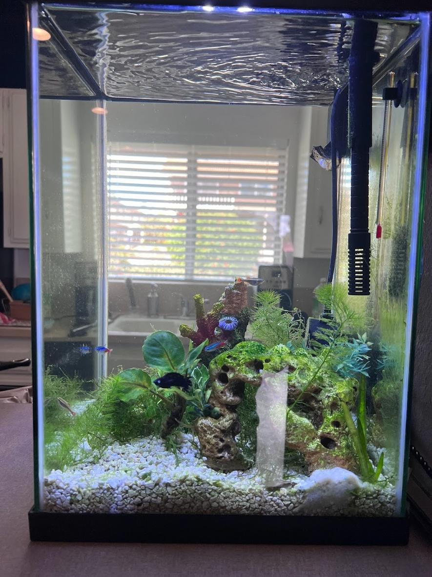 10 gallons planted tank (mostly live plants and fish) - My tank - March 2022