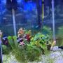10 gallons freshwater fish tank (mostly fish and non-living decorations) - front of my tank - march 2022