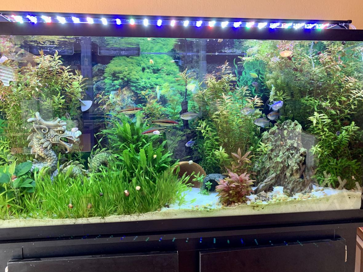 29 gallons freshwater fish tank (mostly fish and non-living decorations) - My Calm. When the filter doesn`t break.