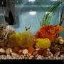 3 gallons planted tank (mostly live plants and fish) - Novice